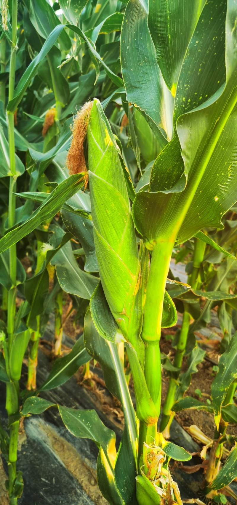 白玉米糯甜香甜欢迎来电洽谈现掰现发量大价优