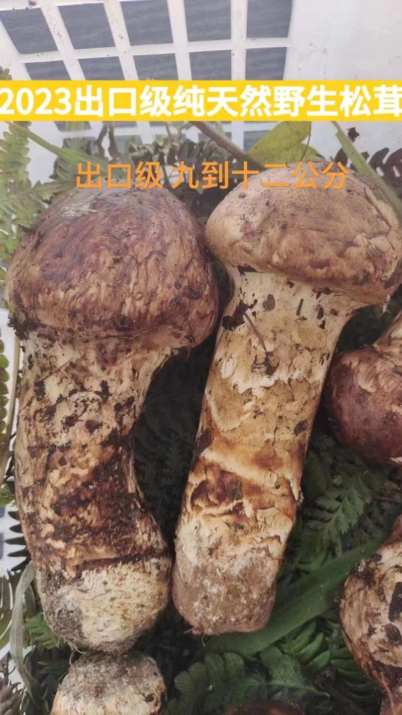 出售各种野生菌