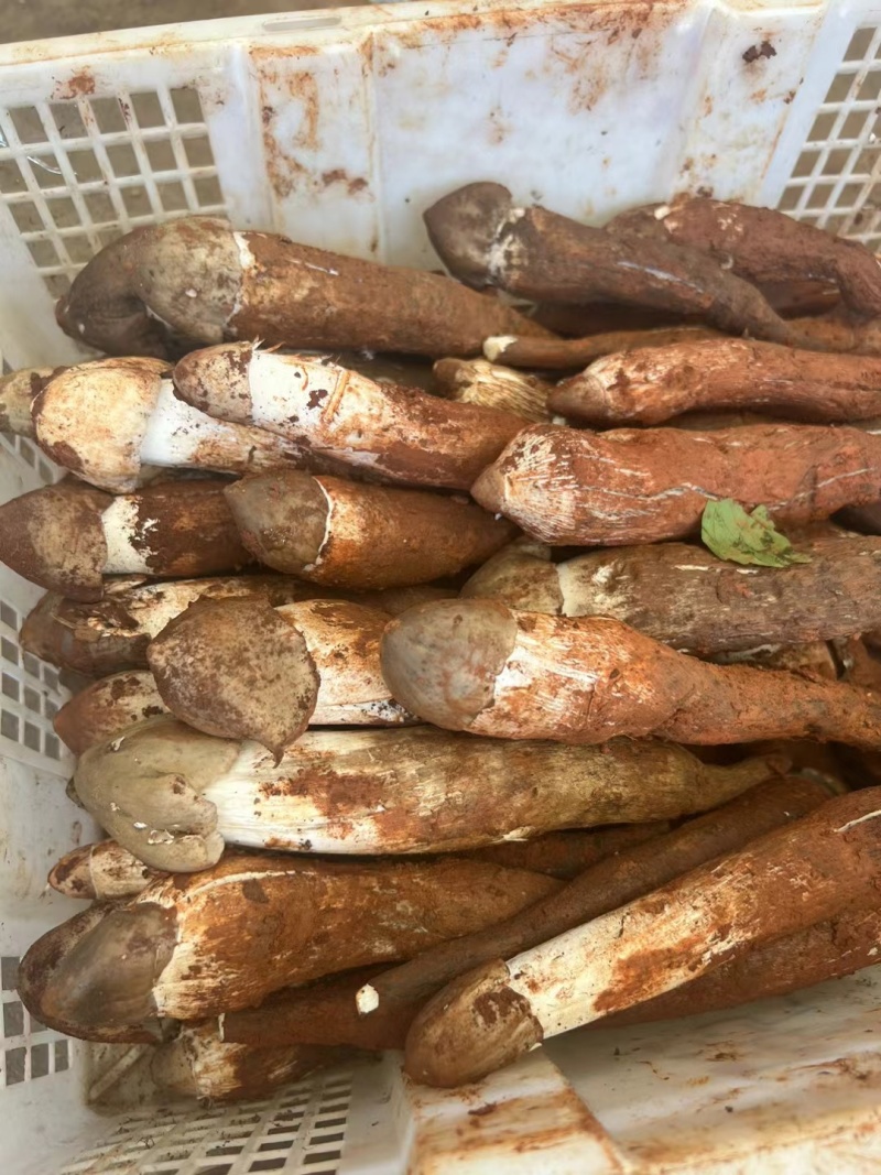 出售各种野生菌