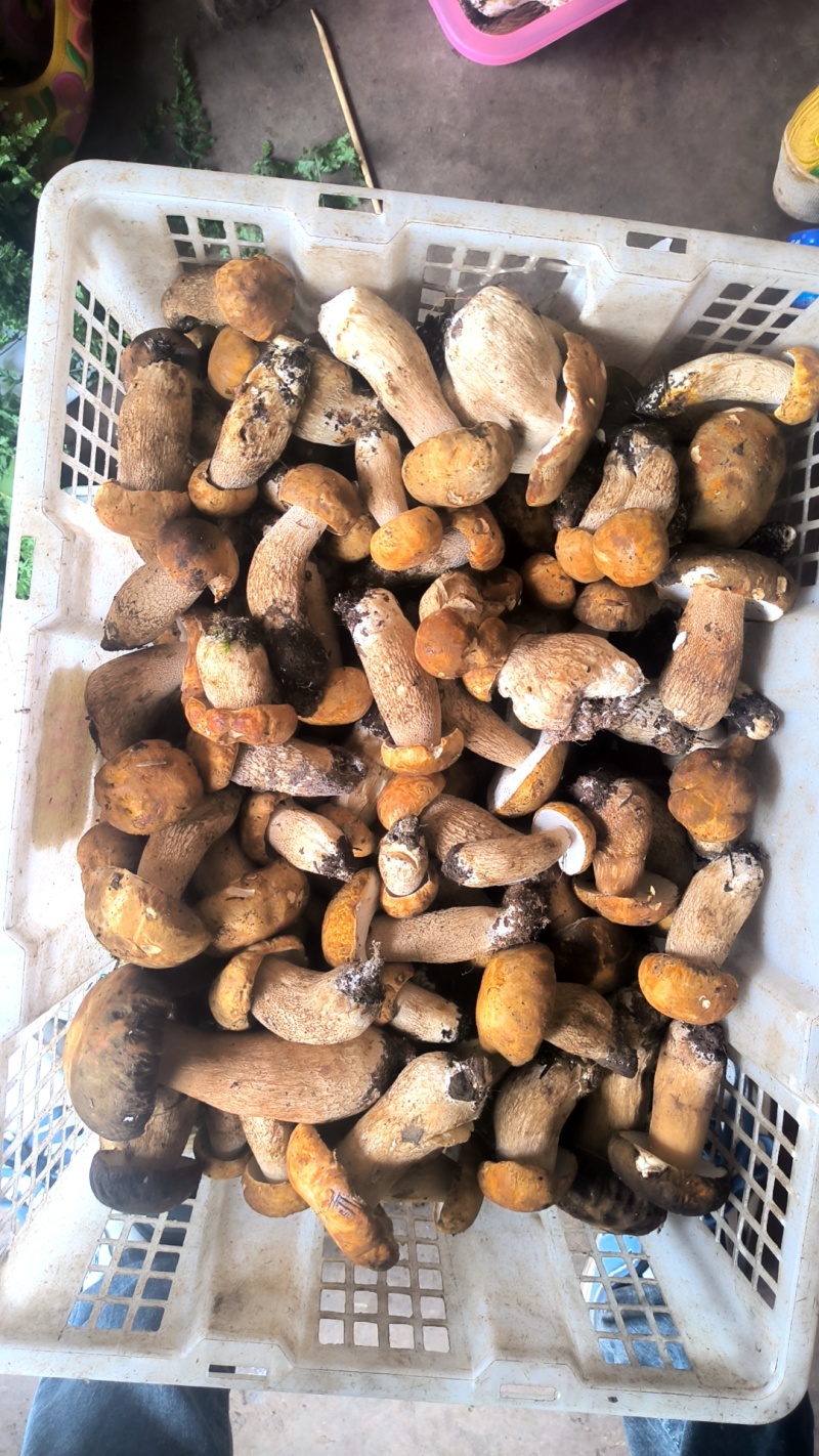 出售各种野生菌