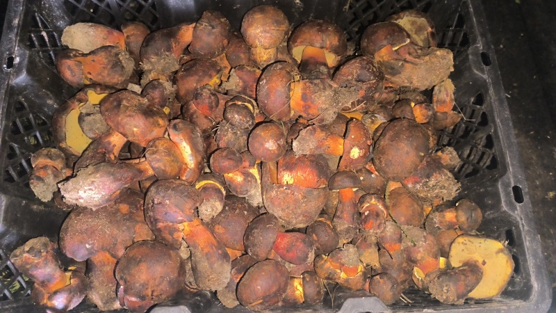 出售各种野生菌