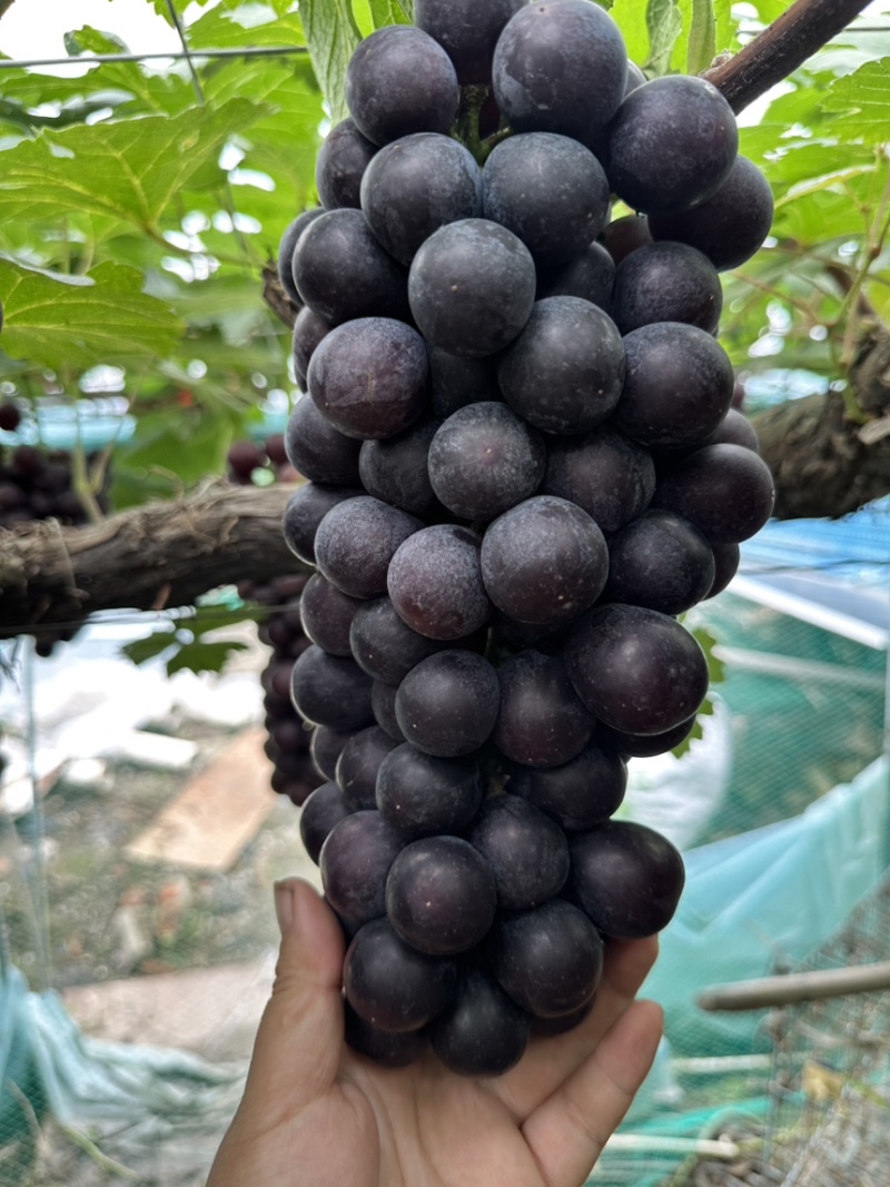 常州夏黑葡萄大量上市，钢管大棚，颜色串型尚可，口感好