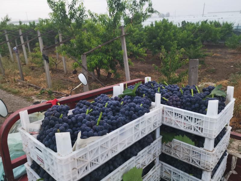 夏黑葡萄