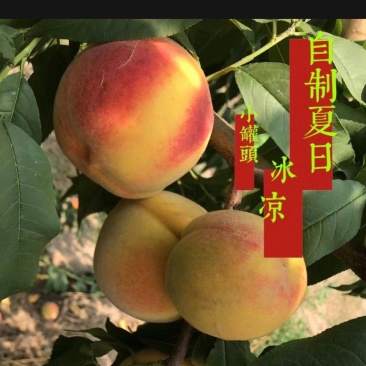 砀山正宗大毛桃酸甜口感味道不错。