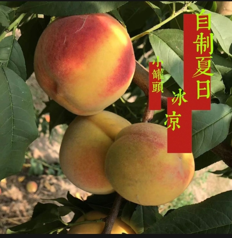 砀山正宗大毛桃酸甜口感味道不错。
