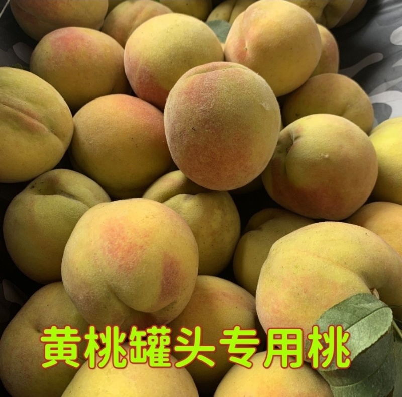 砀山正宗大毛桃酸甜口感味道不错。