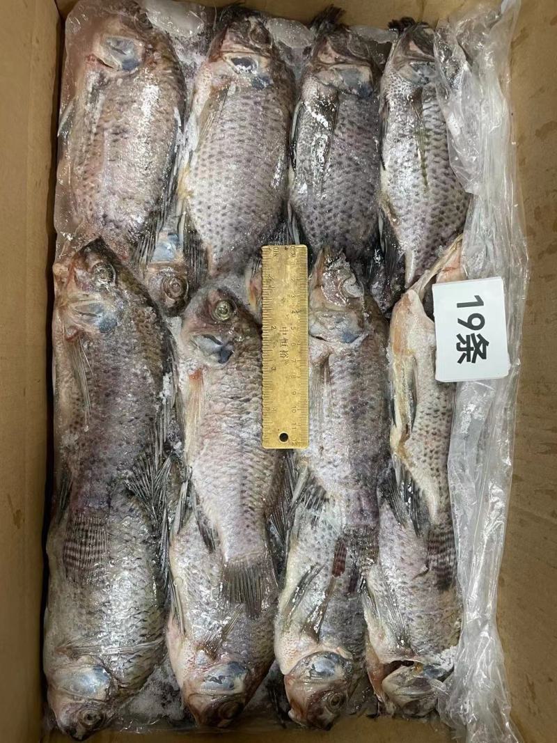 三去罗非鱼8斤19条装新鲜速冻罗非鱼酒店烧烤餐饮商用