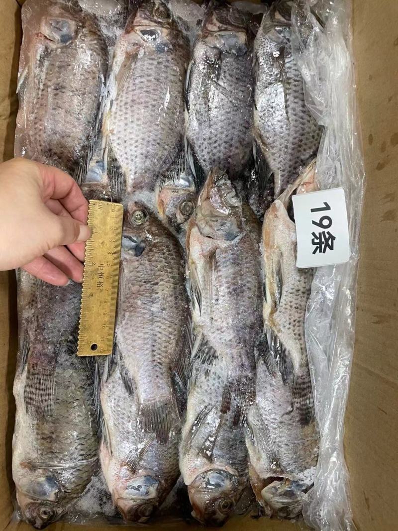 三去罗非鱼8斤19条装新鲜速冻罗非鱼酒店烧烤餐饮商用