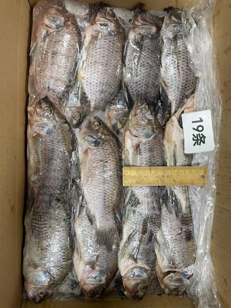 三去罗非鱼8斤19条装新鲜速冻罗非鱼酒店烧烤餐饮商用