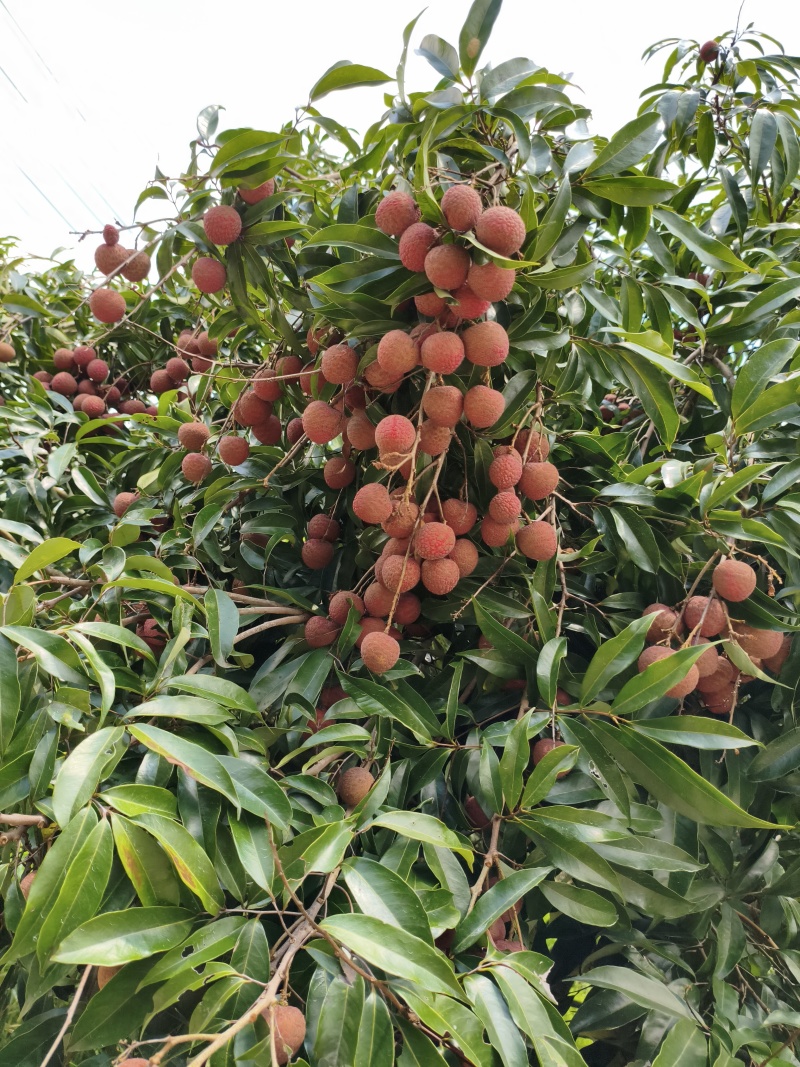 黑叶荔枝2cm以上