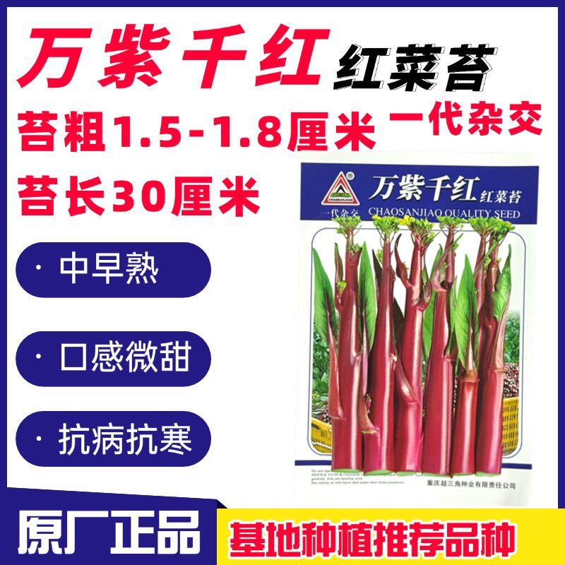 万紫千红红菜苔种子红菜心洪山菜苔种籽耐寒抗病中早熟菜薹种