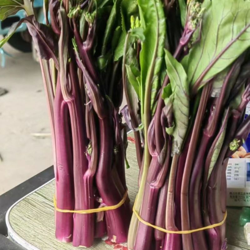 万紫千红红菜苔种子红菜心洪山菜苔种籽耐寒抗病中早熟菜薹种