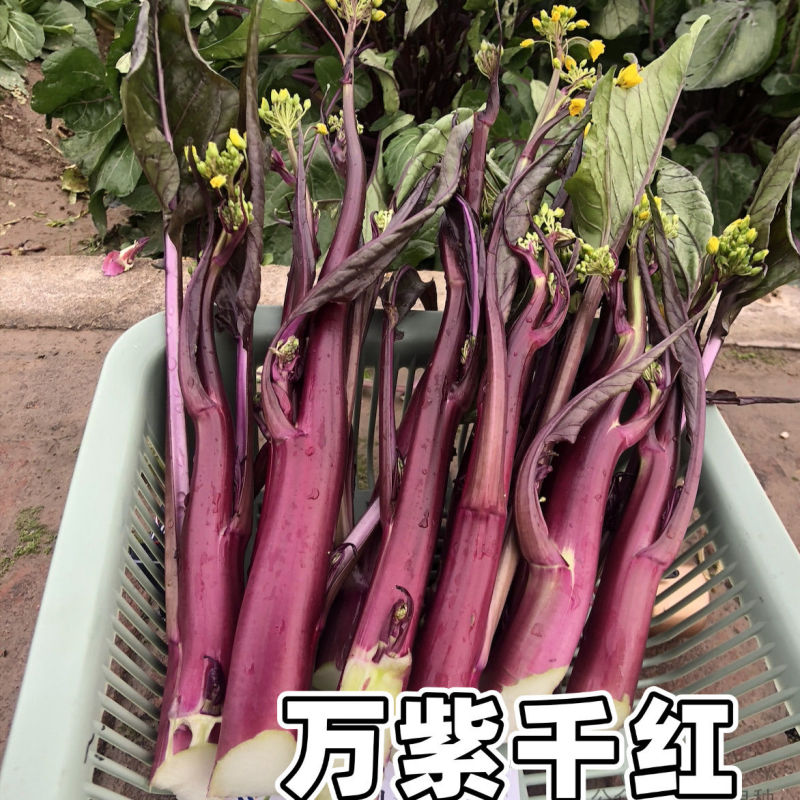 万紫千红红菜苔种子红菜心洪山菜苔种籽耐寒抗病中早熟菜薹种