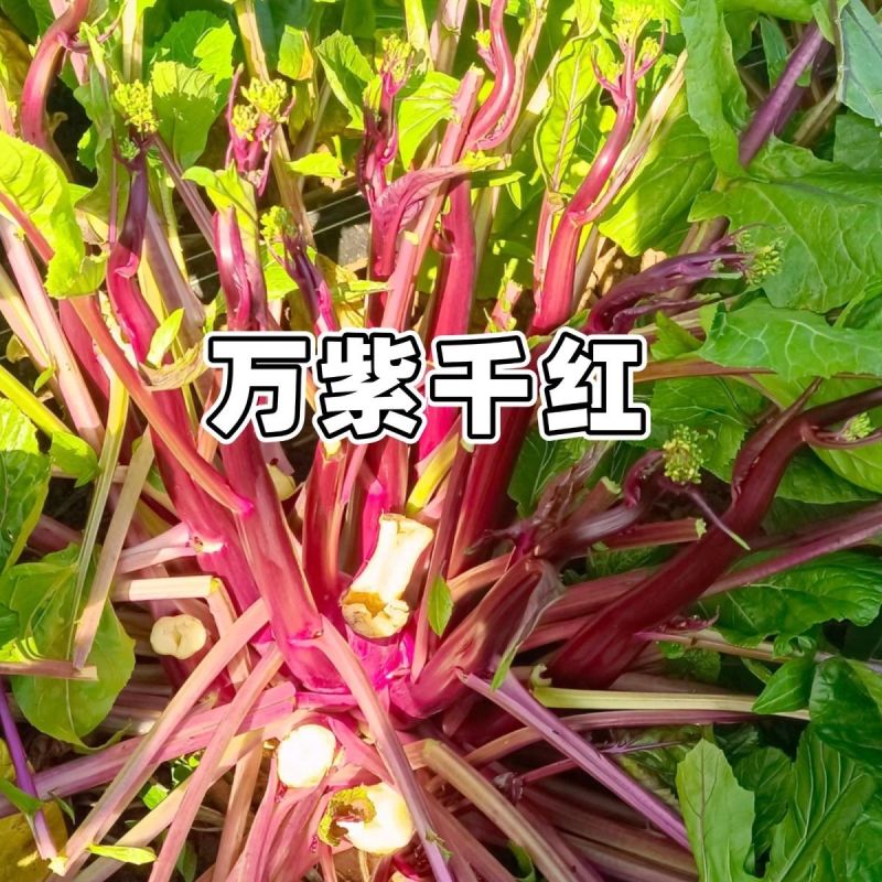 万紫千红红菜苔种子红菜心洪山菜苔种籽耐寒抗病中早熟菜薹种