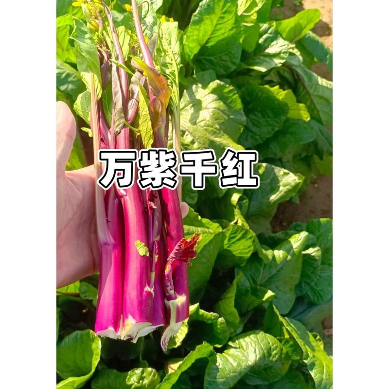 万紫千红红菜苔种子红菜心洪山菜苔种籽耐寒抗病中早熟菜薹种