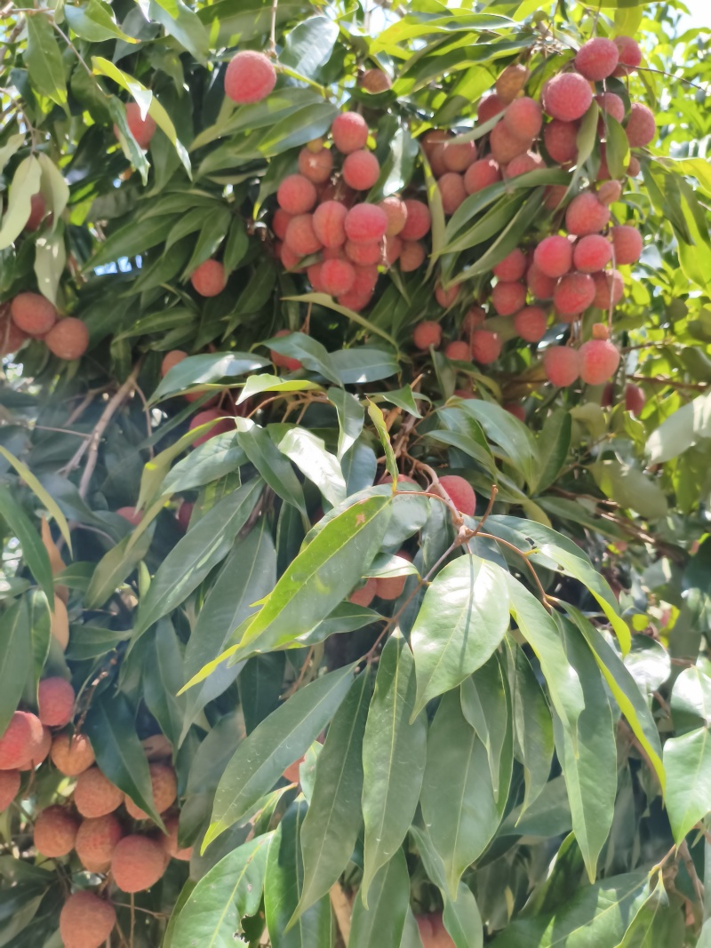 荔枝