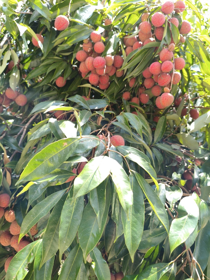 荔枝