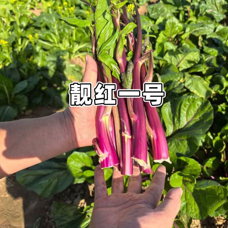 靓红一号红菜苔种子红菜心洪山菜苔种籽耐寒抗病中早熟菜薹种