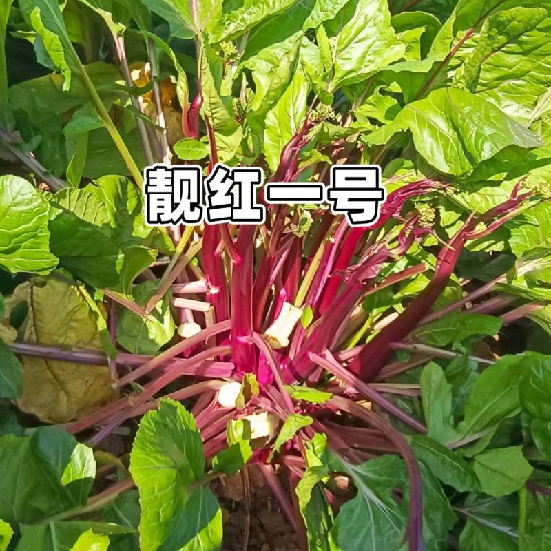 靓红一号红菜苔种子红菜心洪山菜苔种籽耐寒抗病中早熟菜薹种
