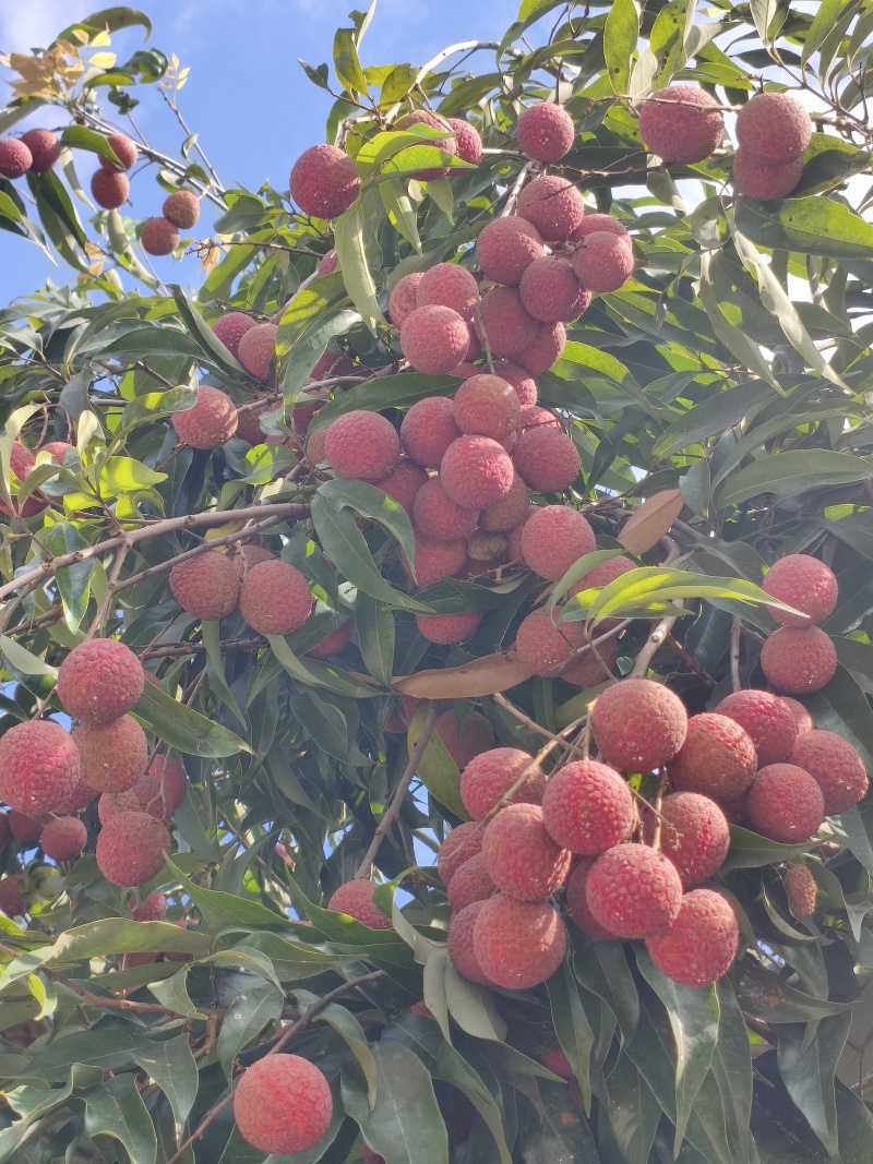 福建诏安荔枝已大量上市，物美价廉，支持一件代发，批发，需