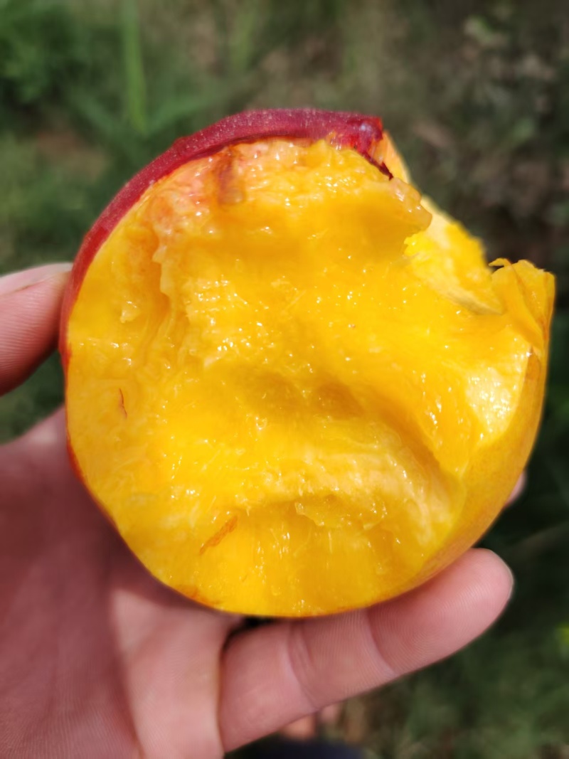 砀山红玫瑰油桃个大超甜爆汁。