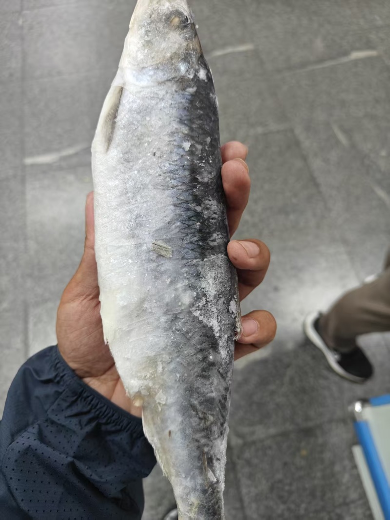 青鱼