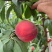 安徽砀山毛桃脆甜多汁