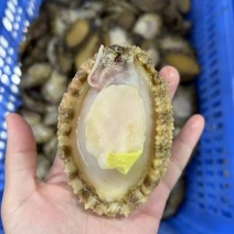 鲍鱼带壳