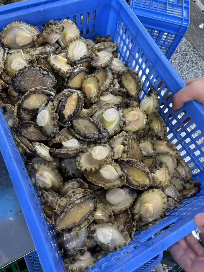 鲍鱼带壳