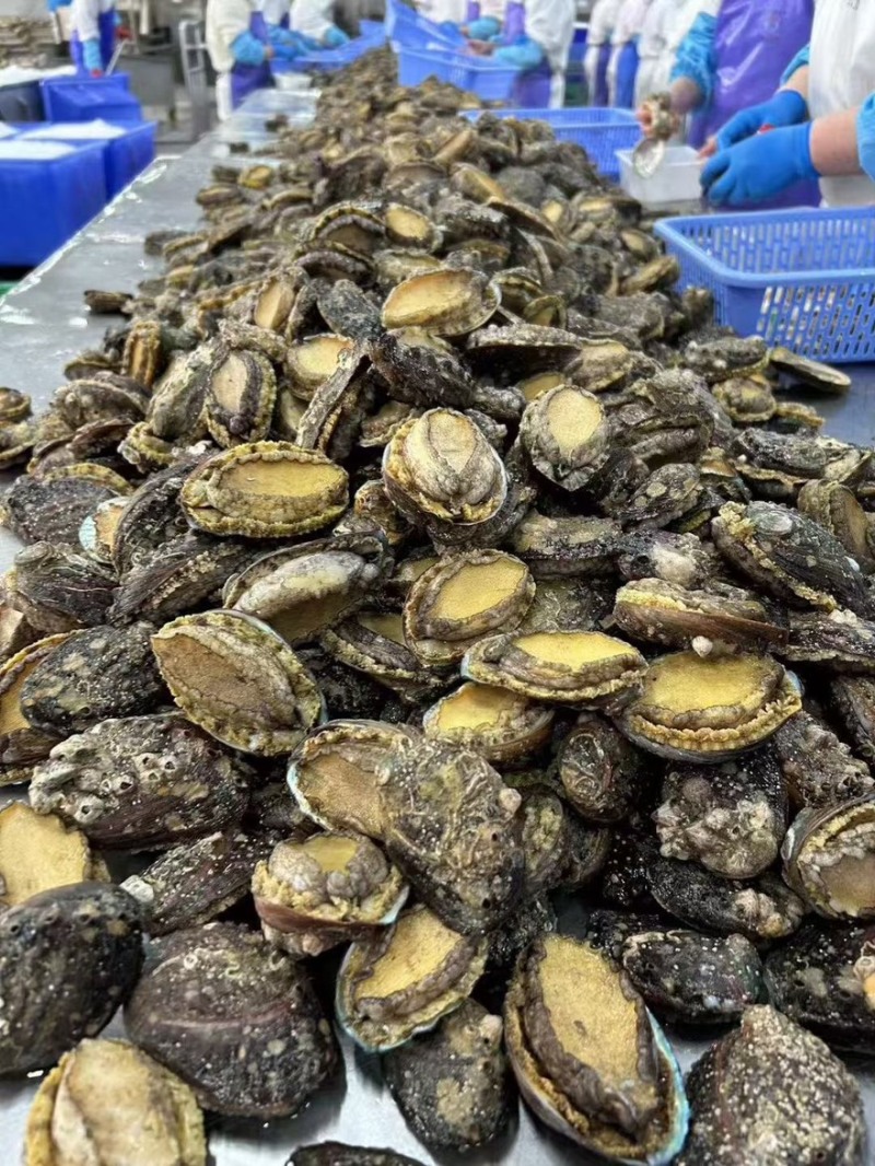 鲍鱼带壳