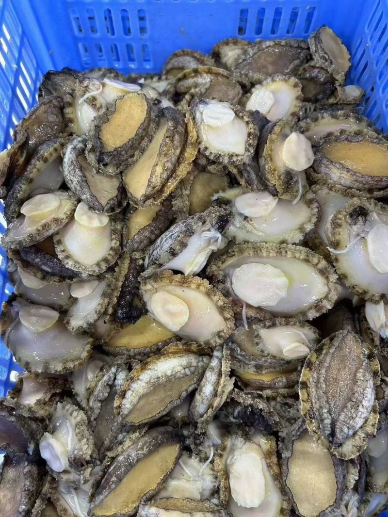 鲍鱼带壳