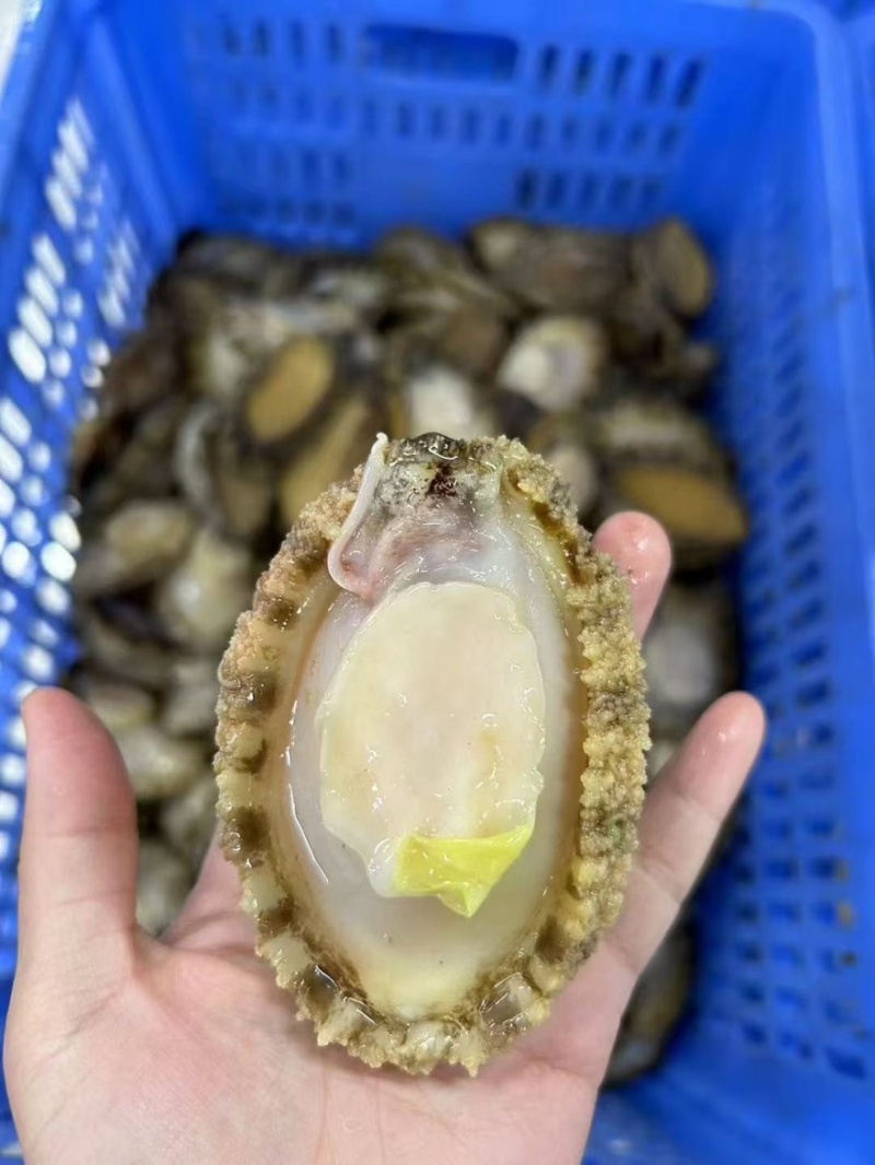 鲍鱼带壳