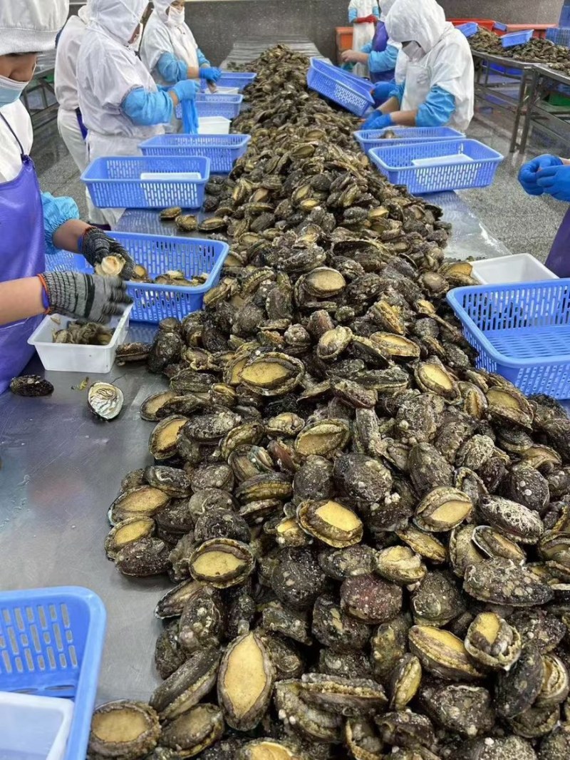 鲍鱼带壳