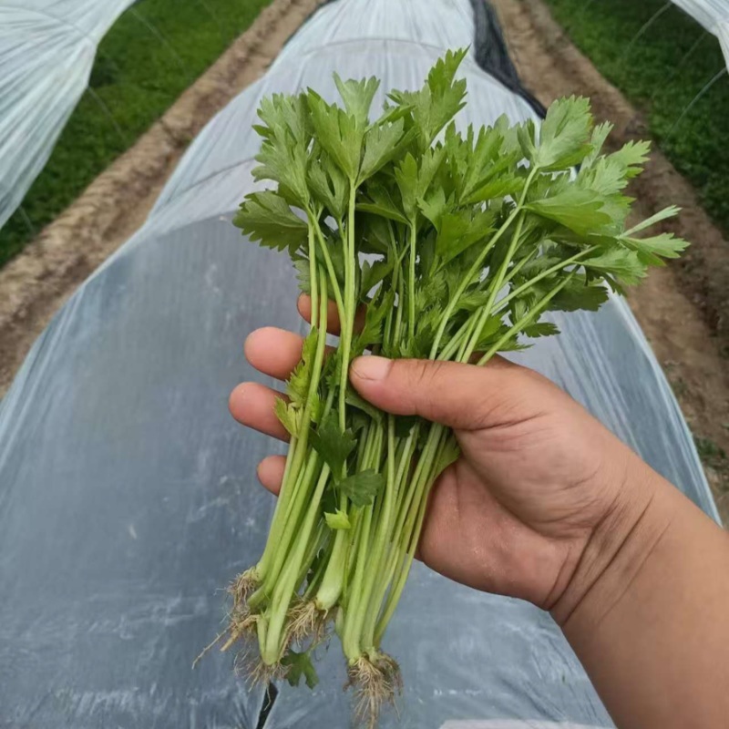 芹菜苗法国皇后芹菜苗苗场直发提供技术量大从优