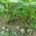 芹菜苗法国皇后芹菜苗苗场直发提供技术量大从优