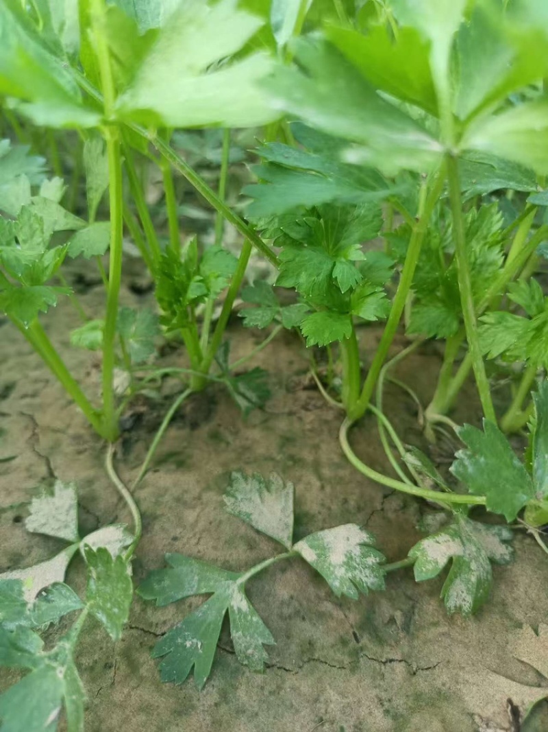 芹菜苗法国皇后芹菜苗苗场直发提供技术量大从优