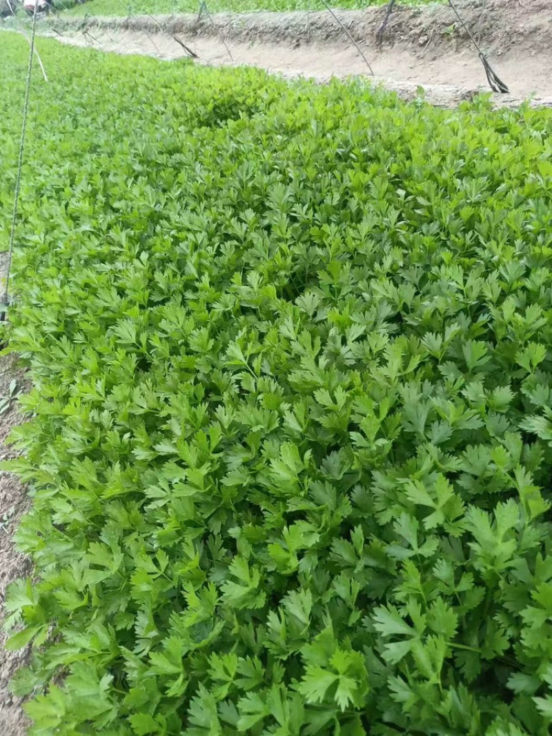 芹菜苗法国皇后芹菜苗苗场直发提供技术量大从优