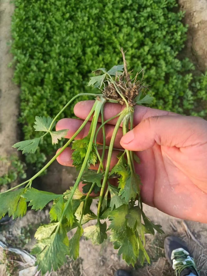 芹菜苗法国皇后芹菜苗苗场直发提供技术量大从优