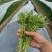 芹菜苗法国皇后芹菜苗苗场直发提供技术量大从优