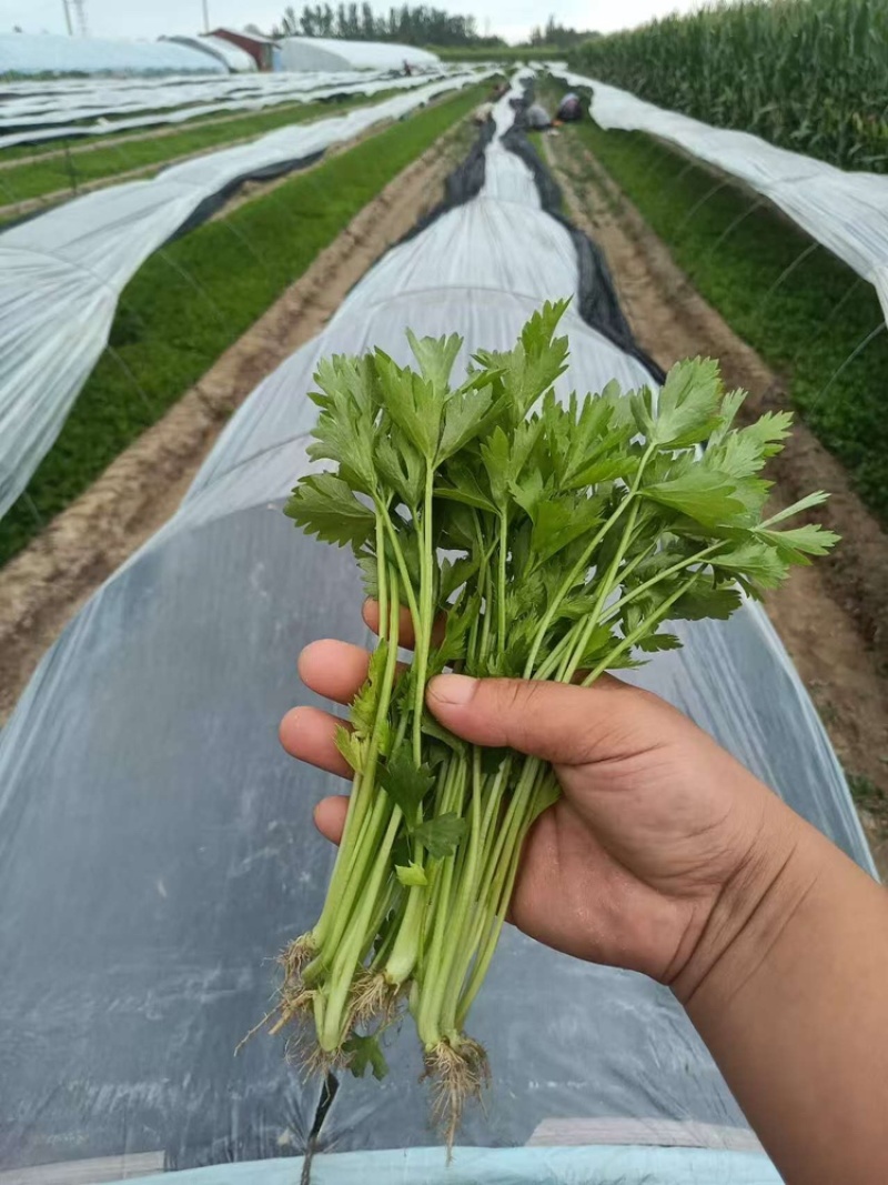 芹菜苗法国皇后芹菜苗苗场直发提供技术量大从优