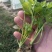 芹菜苗法国皇后芹菜苗苗场直发提供技术量大从优
