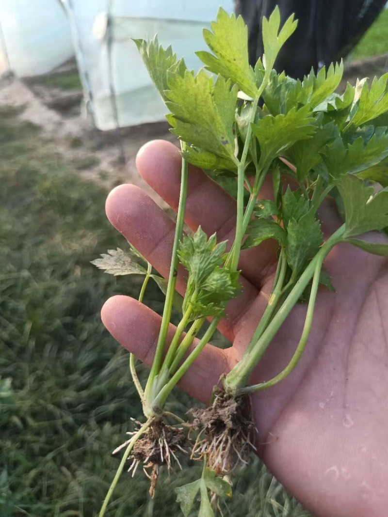 芹菜苗法国皇后芹菜苗苗场直发提供技术量大从优