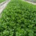 芹菜苗法国皇后芹菜苗苗场直发提供技术量大从优