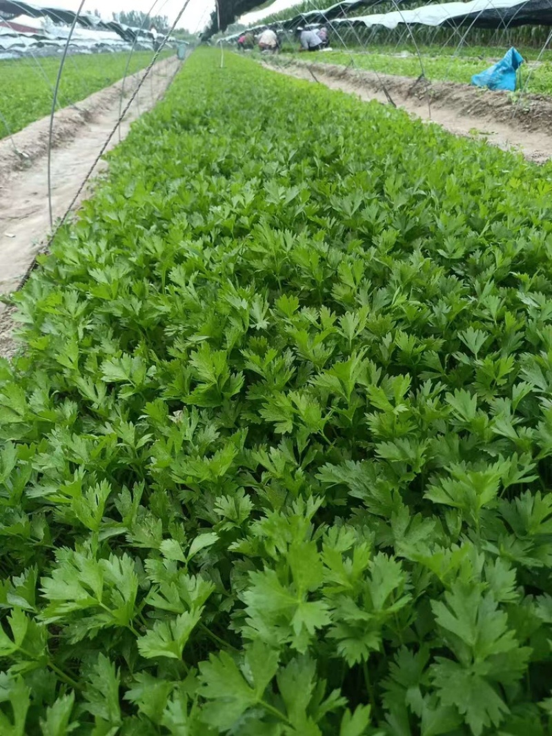 芹菜苗法国皇后芹菜苗苗场直发提供技术量大从优