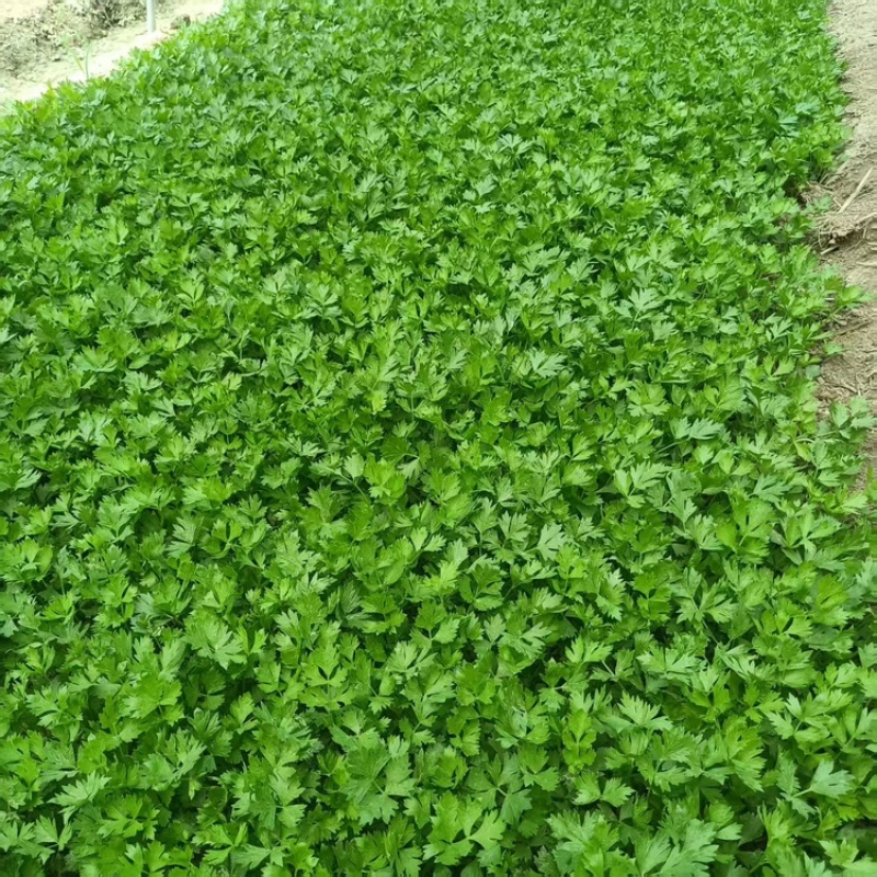 芹菜苗法国皇后芹菜苗苗场直发提供技术量大从优