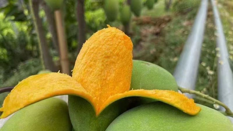 椰香芒果鸡蛋芒大量上市每天发货。市场电商