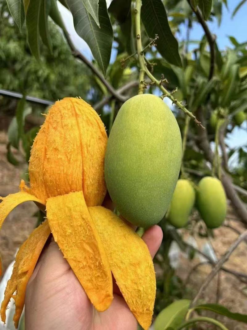 椰香芒果鸡蛋芒大量上市每天发货。市场电商