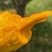 椰香芒果鸡蛋芒大量上市每天发货。市场电商