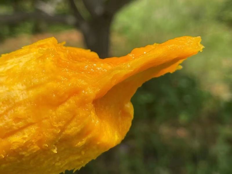 椰香芒果鸡蛋芒大量上市每天发货。市场电商