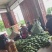 百色金煌芒，自家果园直发，一手货源